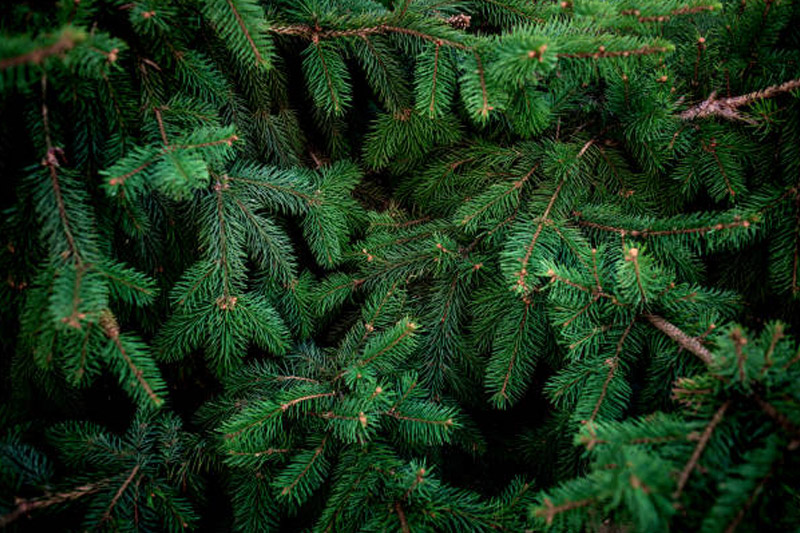 Evergreen Tree