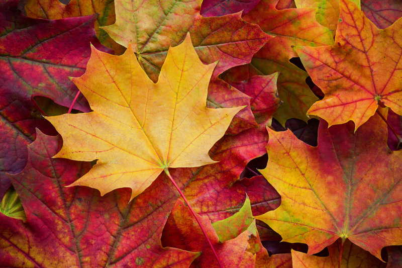 Fall Leaves Close Up