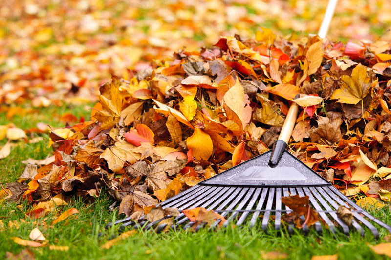 Fall Leaf Pile w/Rake